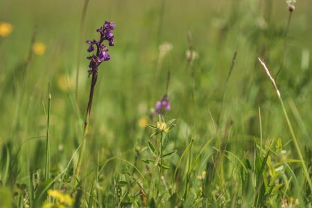 OTVORITEV POTI_VETRNIK_22.5.2021_HQ-21